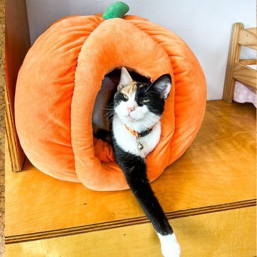 Enlarge Audra, a Adoptable mixed breed in St. Louis, MO image 4/6