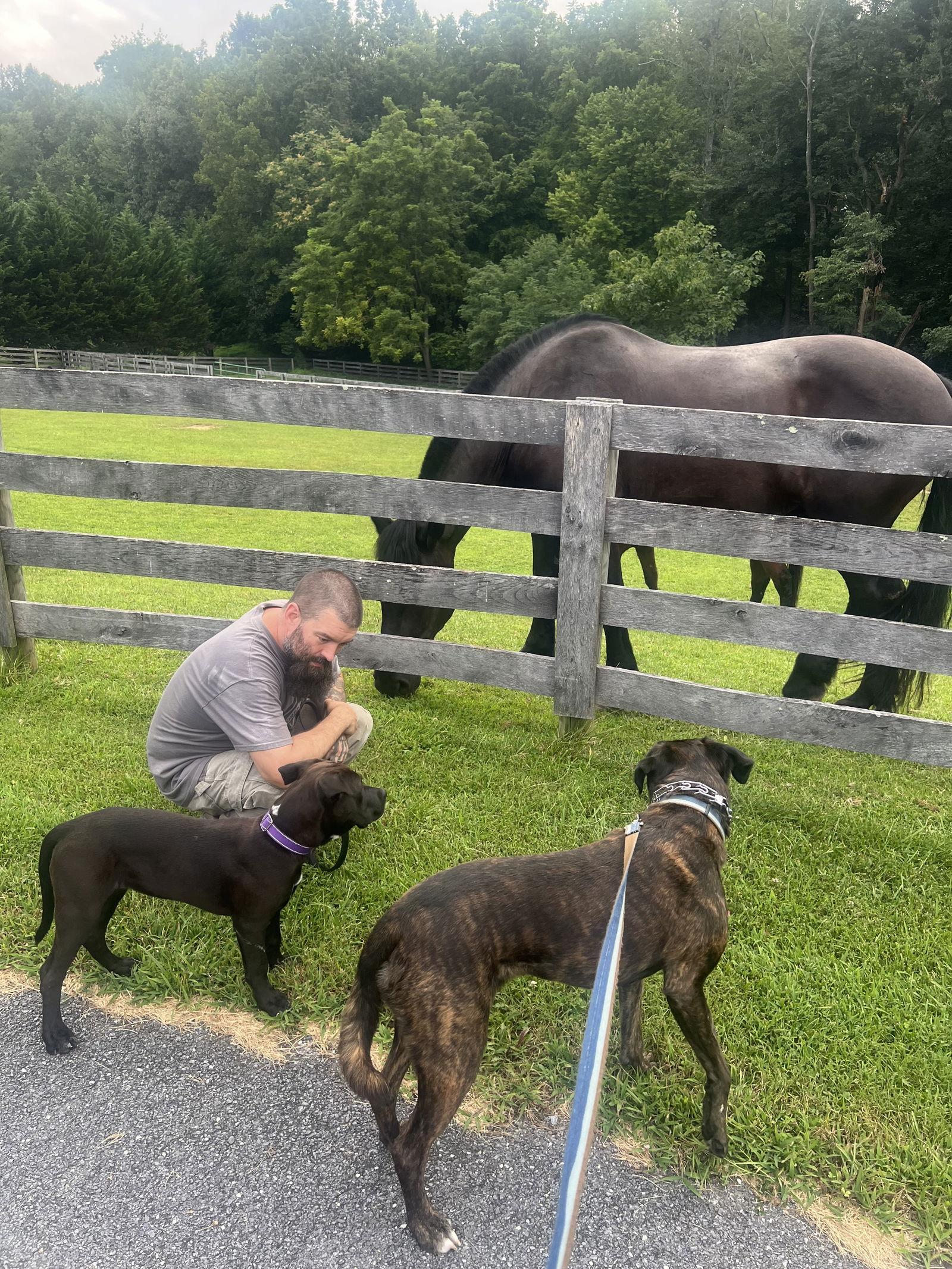Snazzy, Adopted, Puppy Female Great Dane.