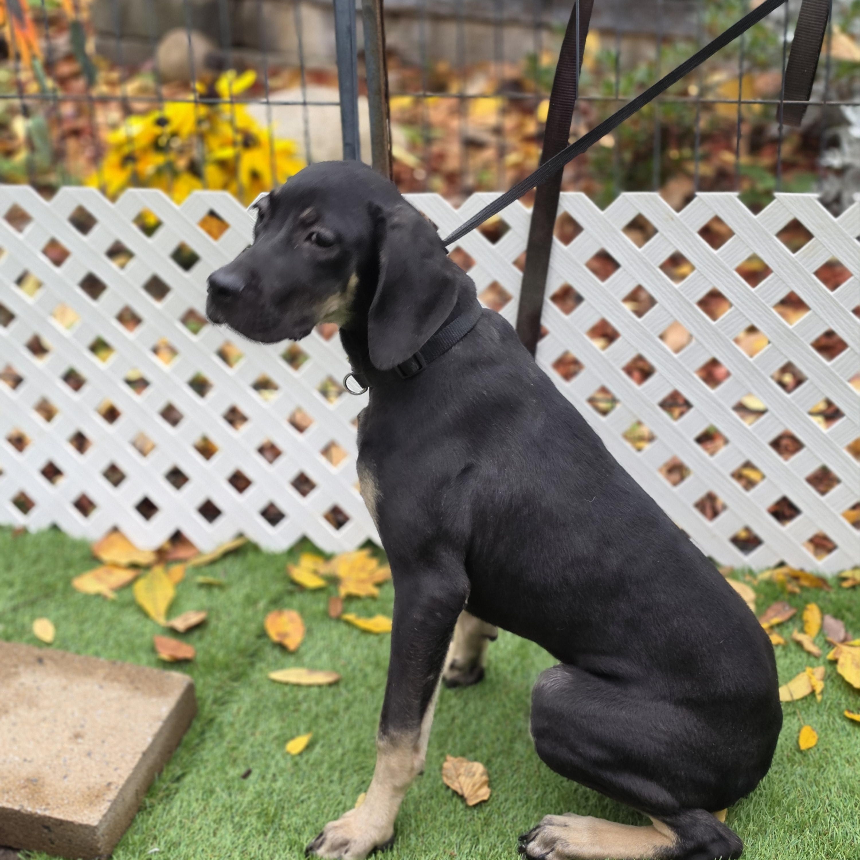 Enlarge Camilla, a Adoptable mixed breed in Blairstown, NJ image 4/5