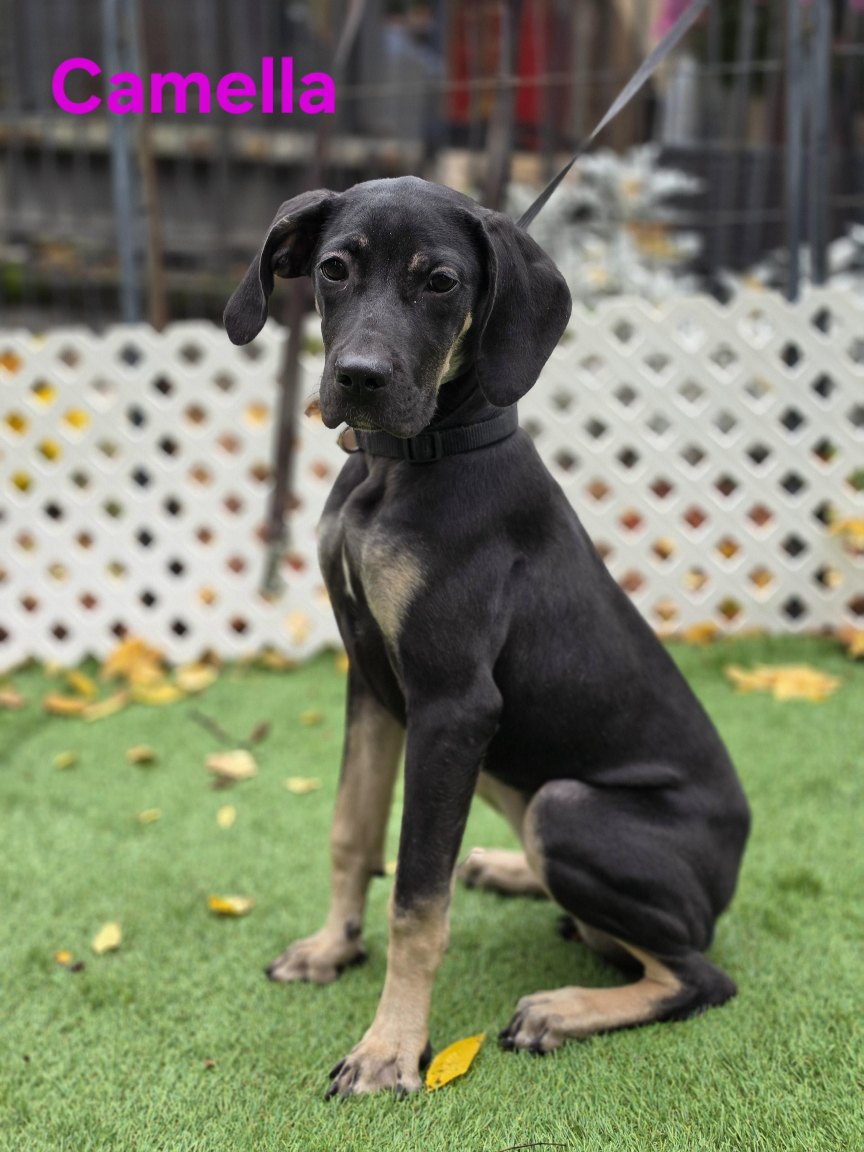 Enlarge Camilla, a Adoptable mixed breed in Blairstown, NJ image 3/5