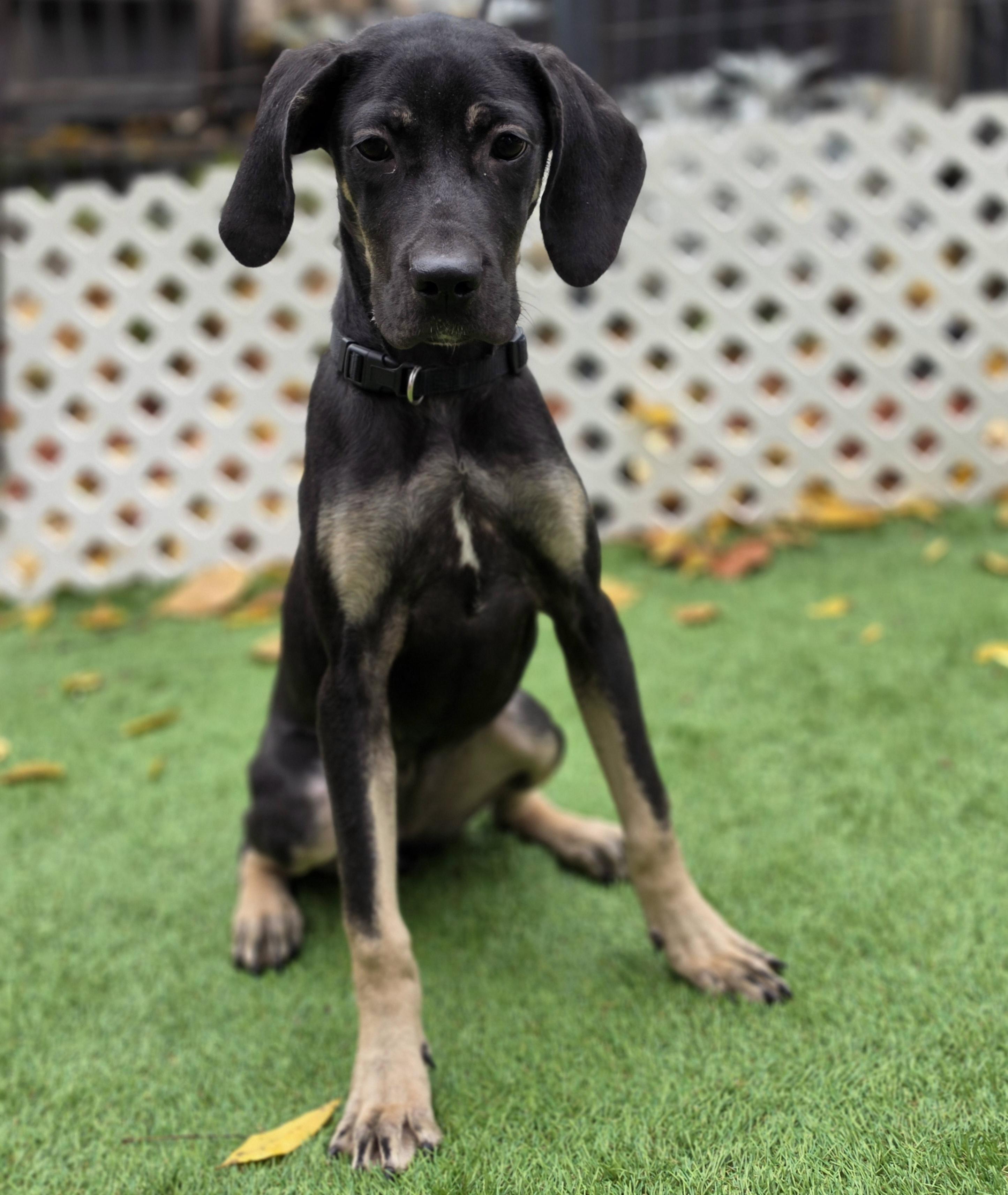 Enlarge Camilla, a Adoptable mixed breed in Blairstown, NJ image 5/5