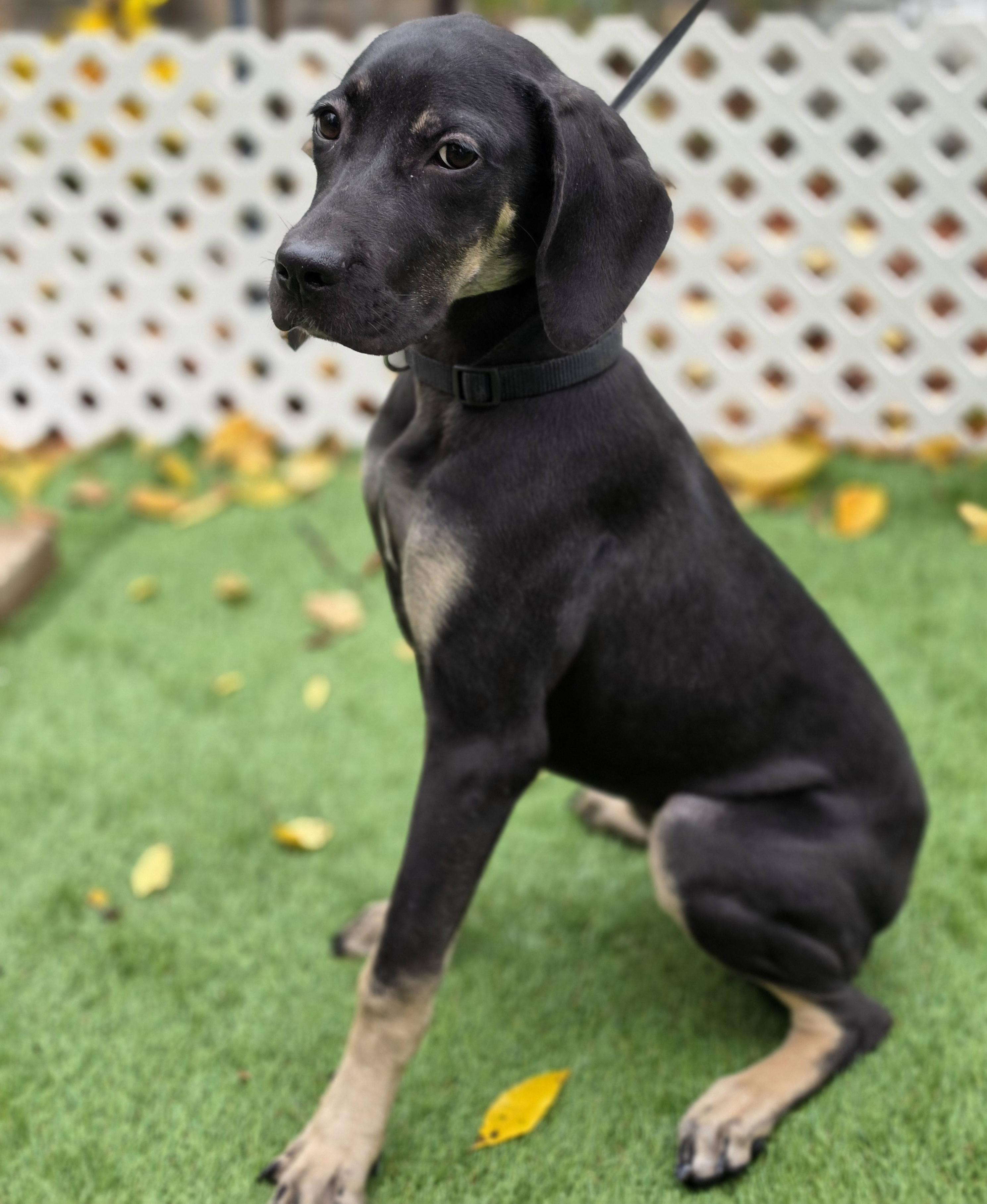 Camilla, Adoptable, Puppy Female Boxer & Cane Corso.