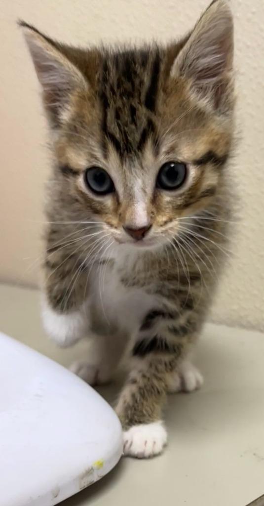 Enlarge Big Mac, a Adoptable mixed breed in Richland Hills, TX image 1/1