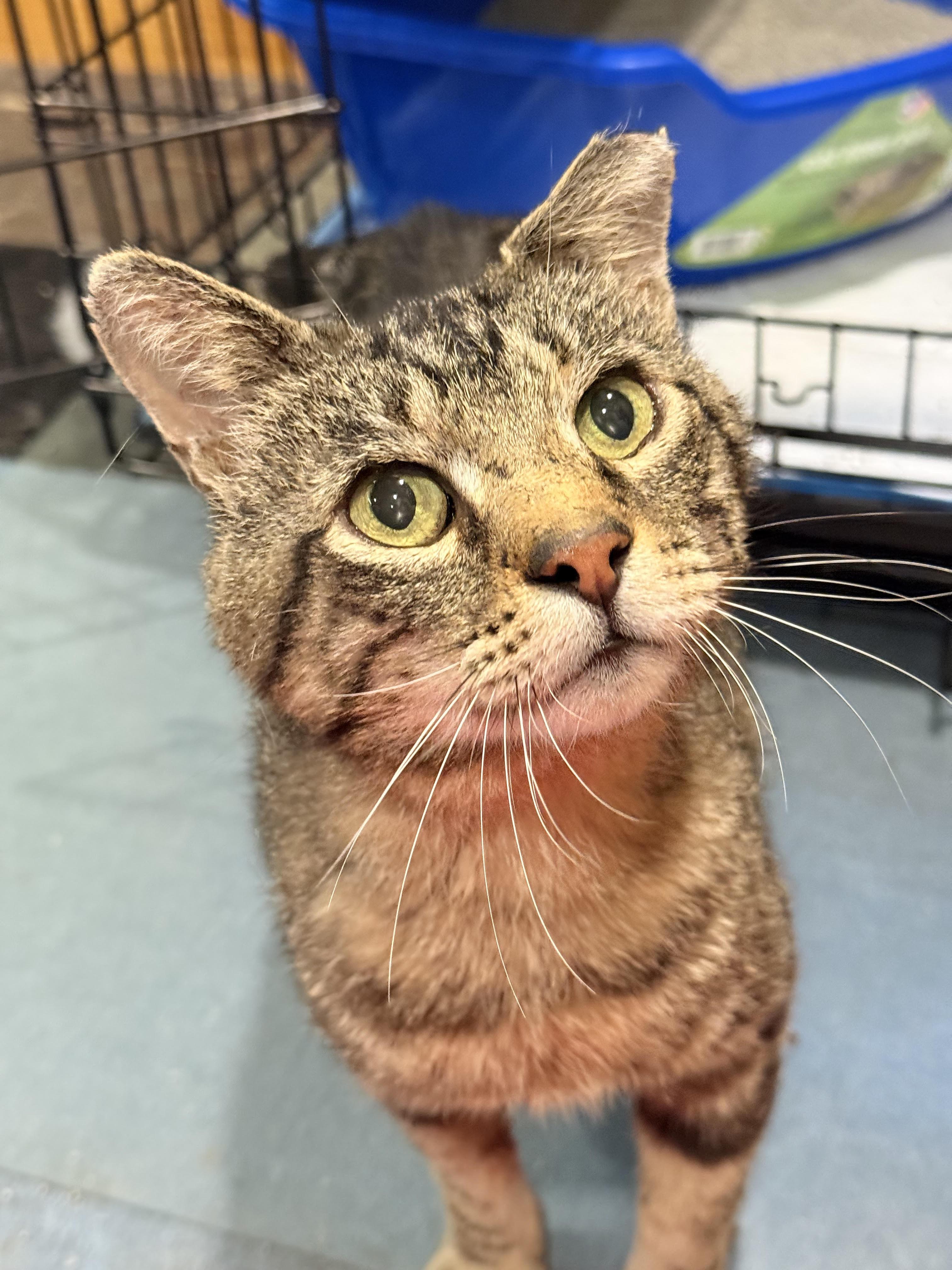 Mr. Marbles, a Adoptable Domestic Short Hair in Milwaukee, WI image 2/3