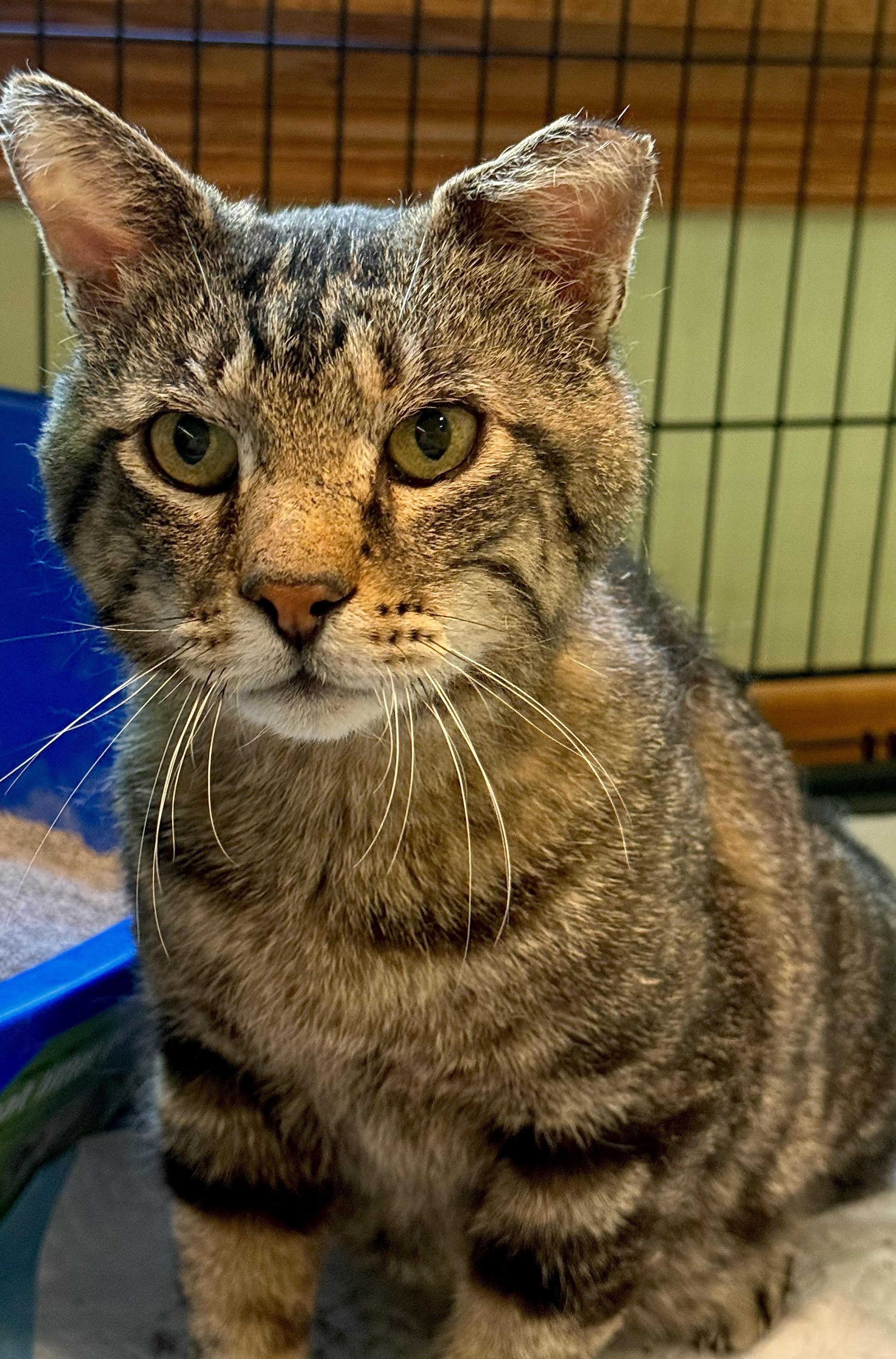 Mr. Marbles, a Adoptable Domestic Short Hair in Milwaukee, WI image 3/3