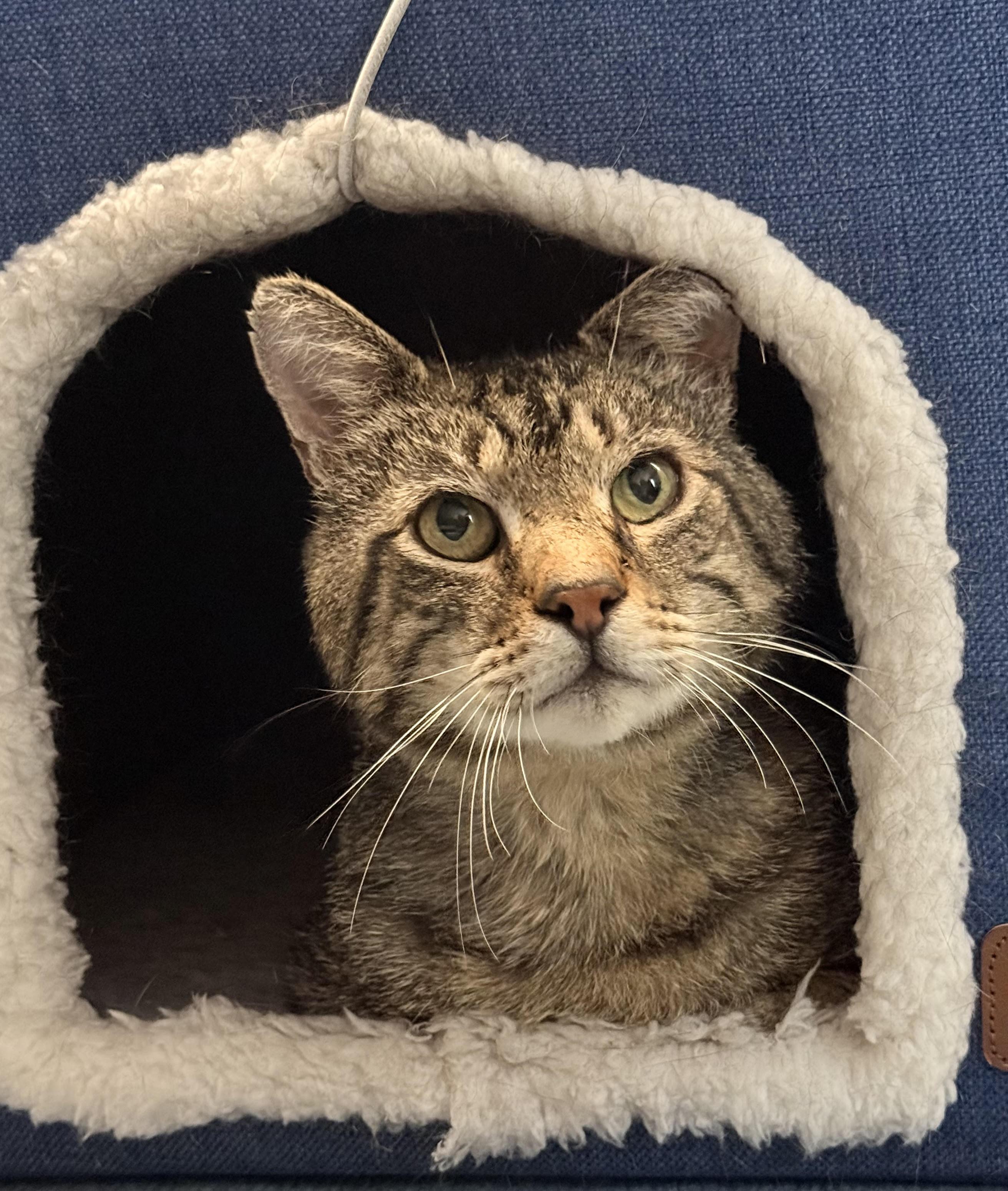 Mr. Marbles, a Adoptable Domestic Short Hair in Milwaukee, WI image 1/3