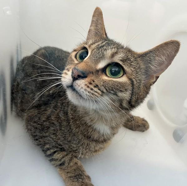 Gruyere, Adoptable, Adult Female Domestic Short Hair.