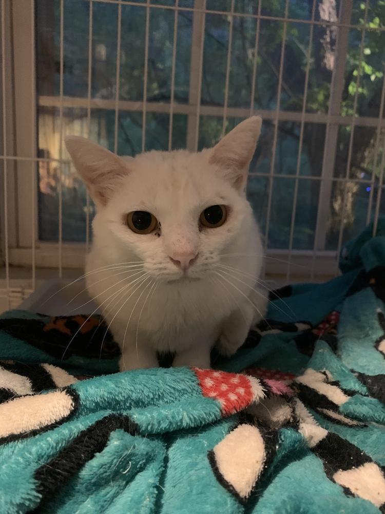 Amy- Bonded to Paisley, Adopted, Adult Female Domestic Short Hair.