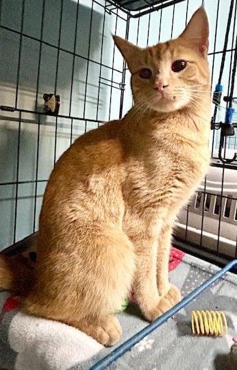 Enlarge Cheeto =^.^=, an adopted Domestic Short Hair in Jacksonville, FL image 1/1