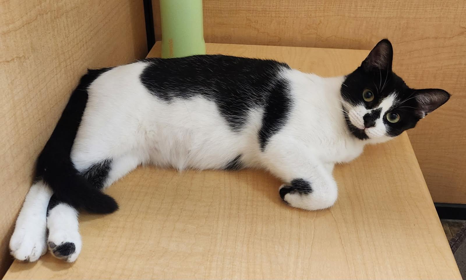 Aria, a ADOPTABLE Domestic Short Hair in Barrington Hills, IL image 5/6