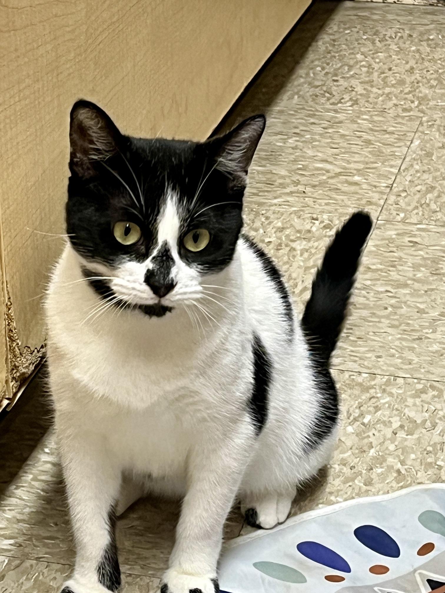 Aria, a ADOPTABLE Domestic Short Hair in Barrington Hills, IL image 3/6