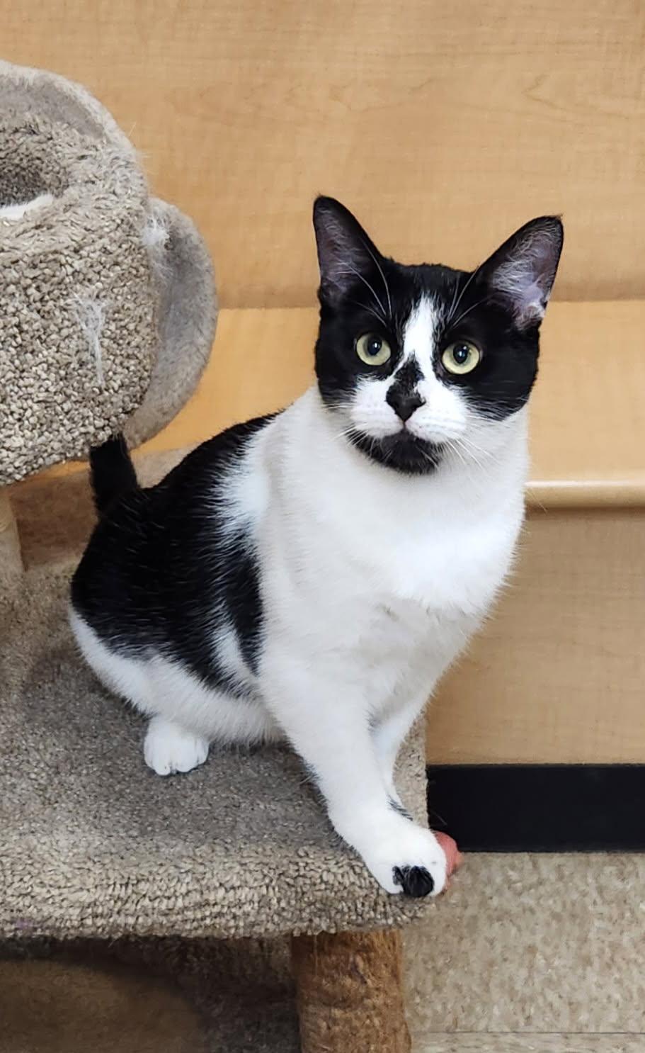 Aria, a ADOPTABLE Domestic Short Hair in Barrington Hills, IL image 6/6