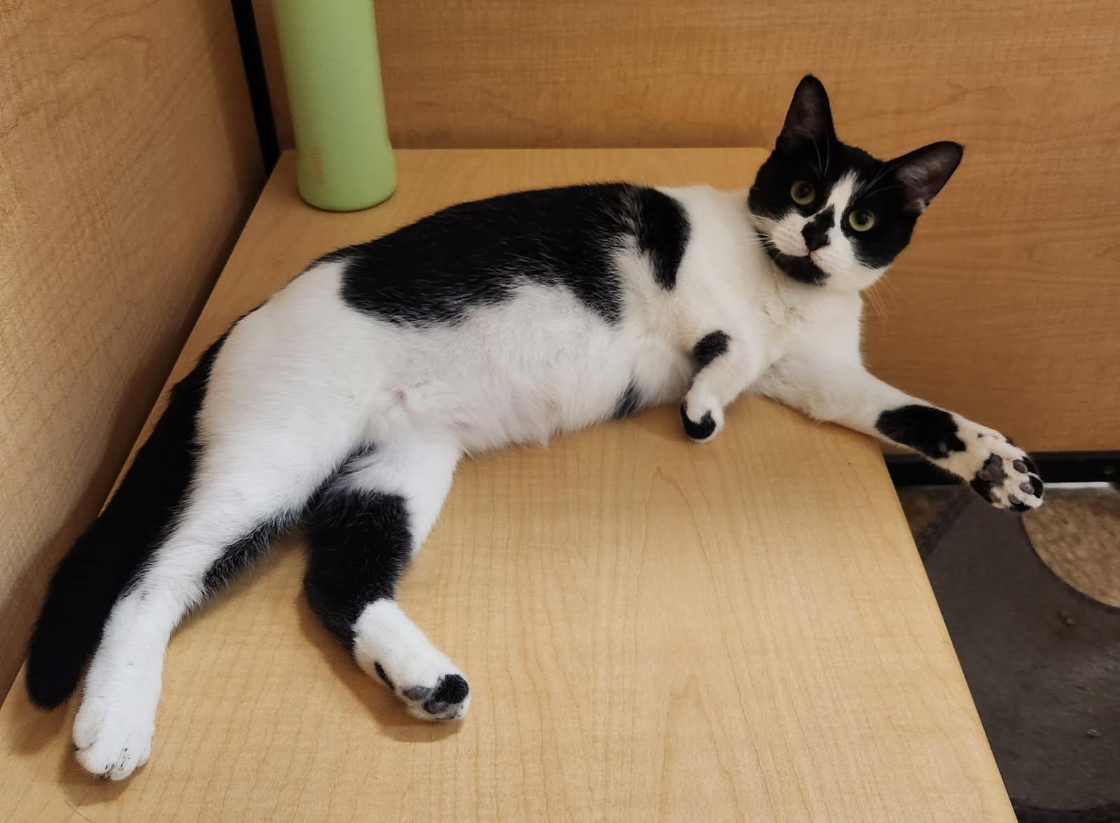 Aria, a ADOPTABLE Domestic Short Hair in Barrington Hills, IL image 2/6