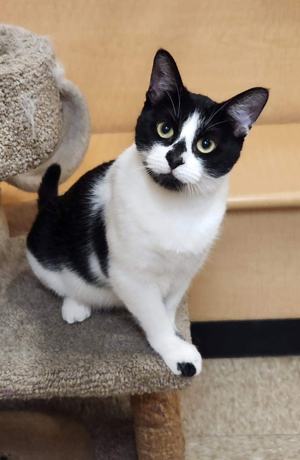 Aria, ADOPTABLE, Kitten Female Domestic Short Hair.