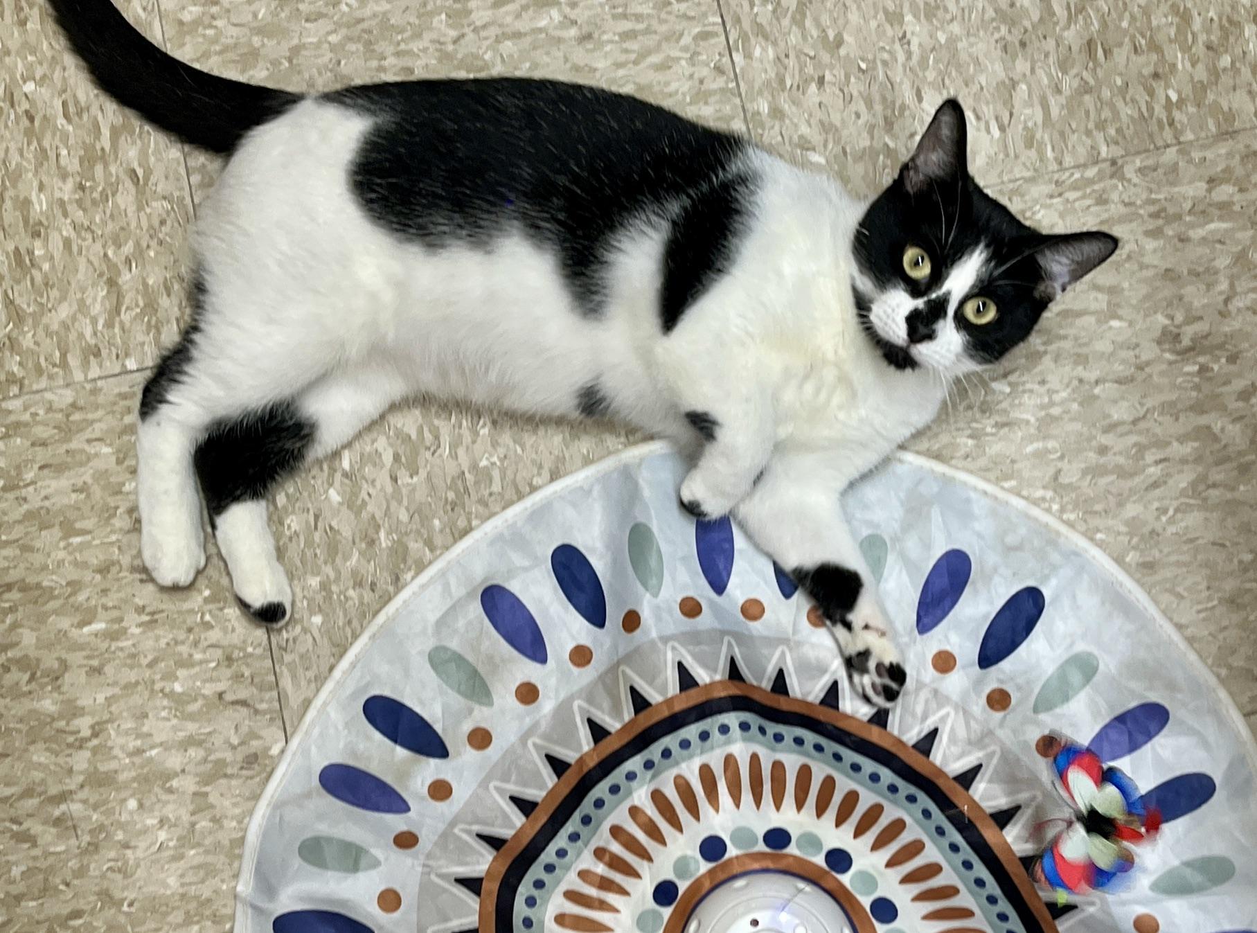 Aria, a ADOPTABLE Domestic Short Hair in Barrington Hills, IL image 4/6