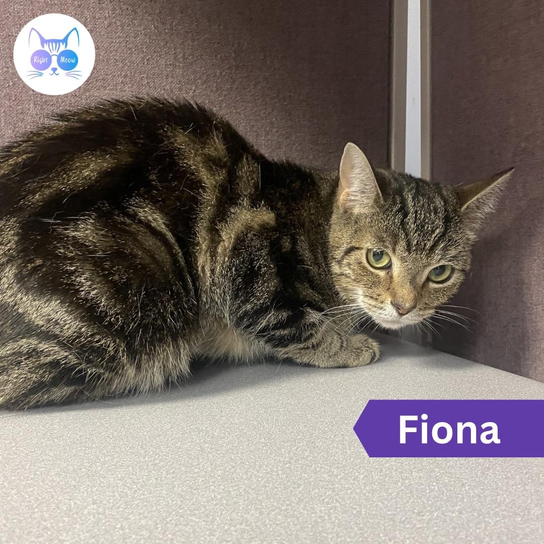 Enlarge Fiona, a Adoptable Domestic Short Hair in Penfield, NY image 2/3