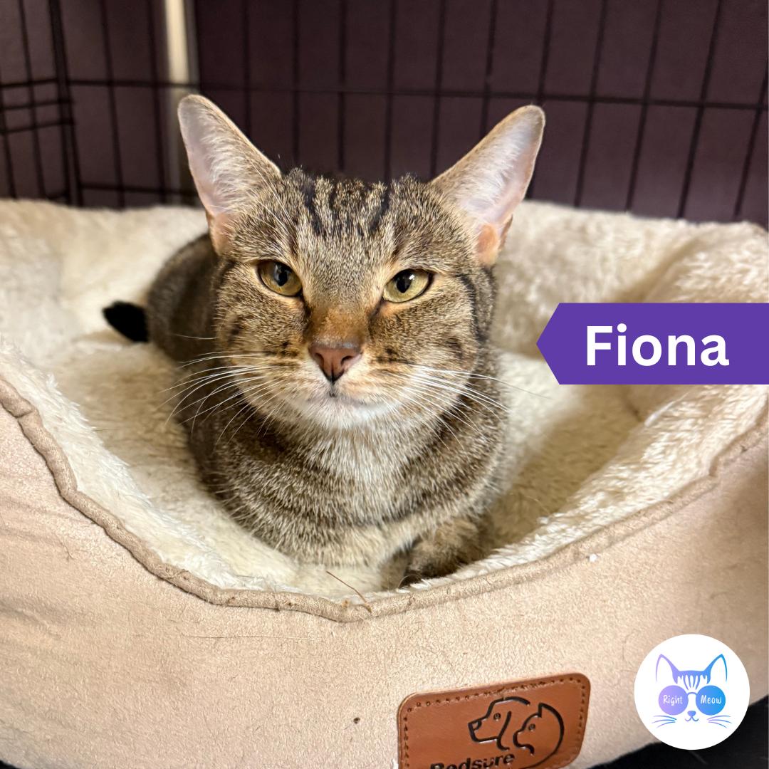 Enlarge Fiona, a Adoptable Domestic Short Hair in Penfield, NY image 1/3