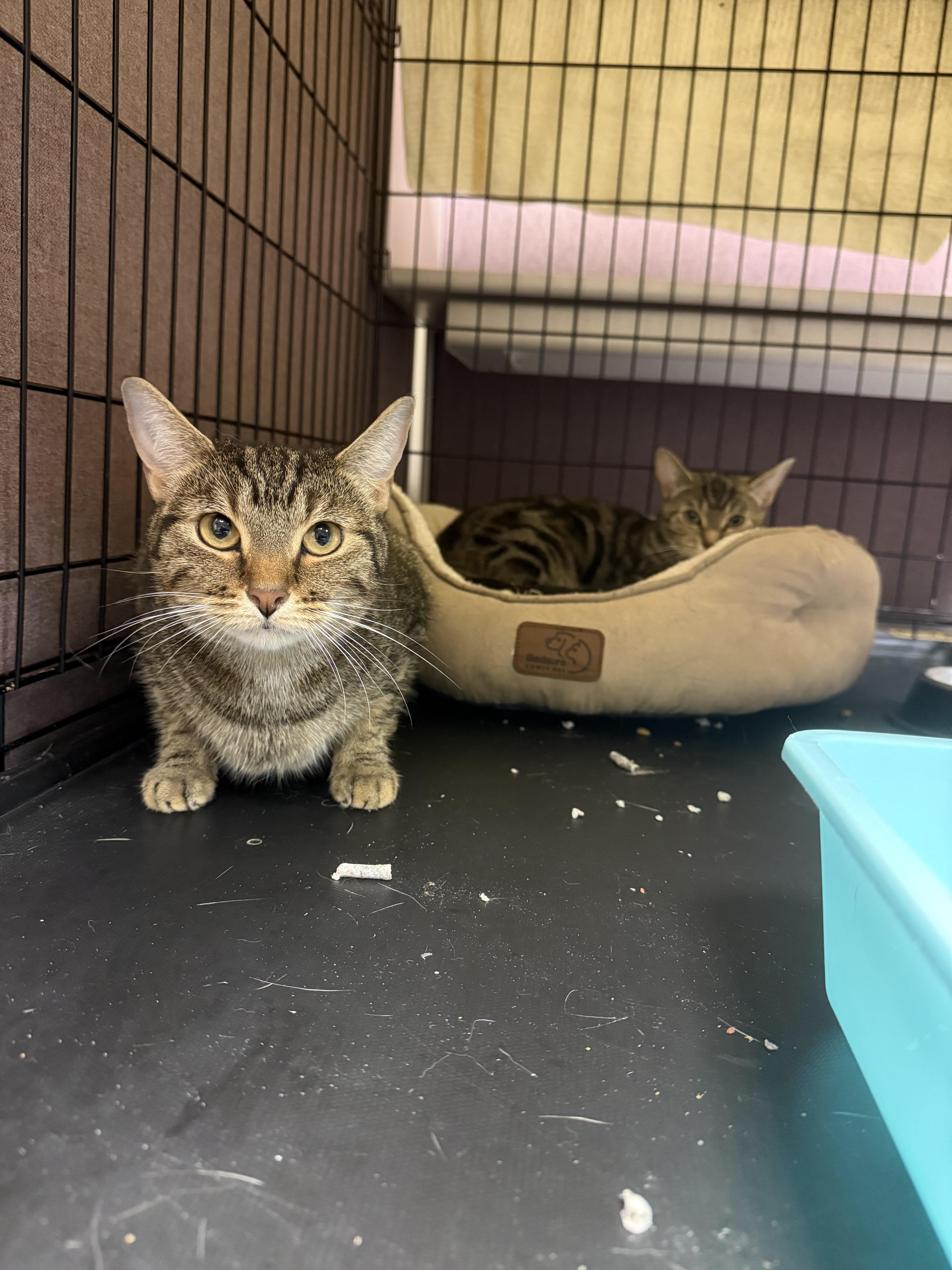 Enlarge Fiona, a Adoptable Domestic Short Hair in Penfield, NY image 3/3