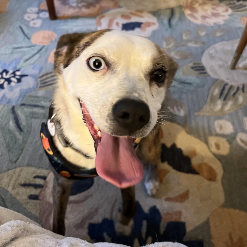 Juno, Adoptable, Adult Female Mixed Breed.