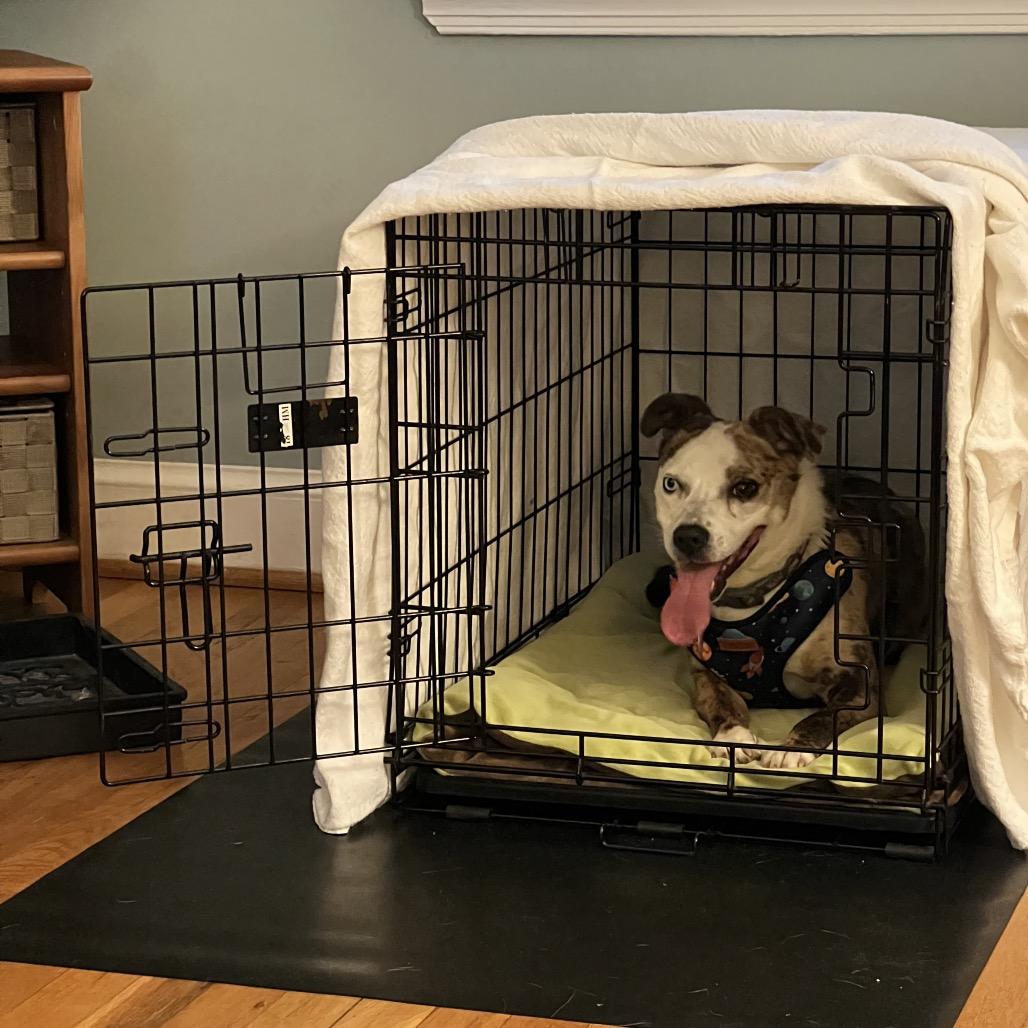 Juno, a Adoptable Mixed Breed in Rockville, MD image 2/3