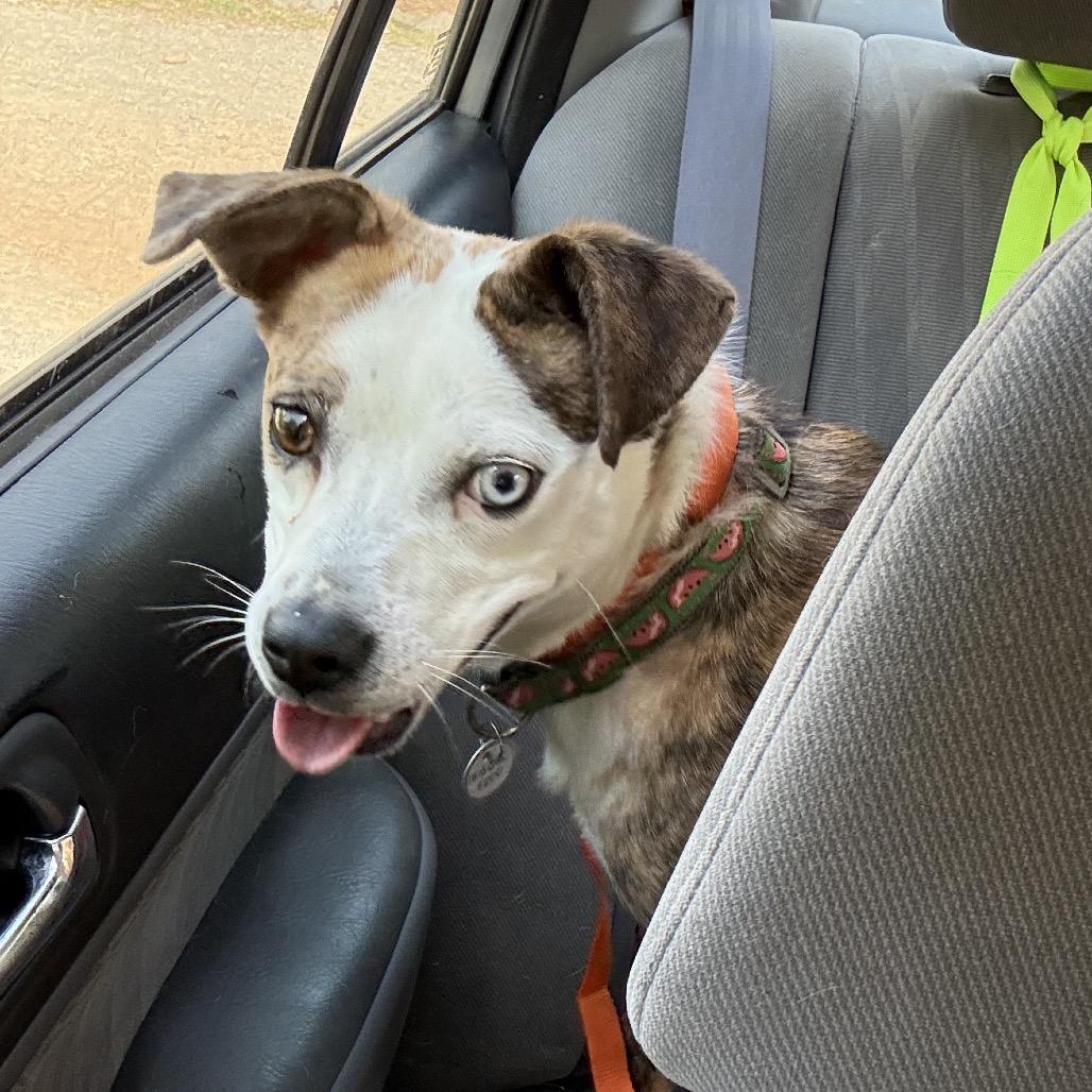 Juno, a Adoptable Mixed Breed in Rockville, MD image 3/3