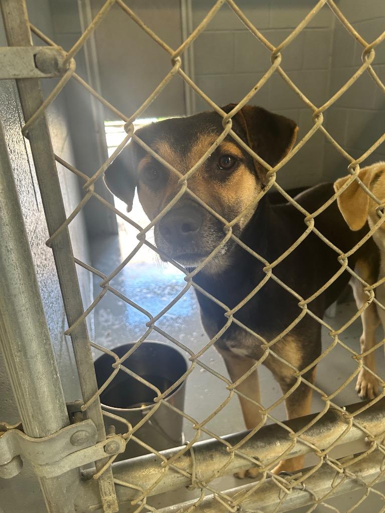 Enlarge Joseph, a Adoptable Pit Bull Terrier in Greenwood, MS image 1/3
