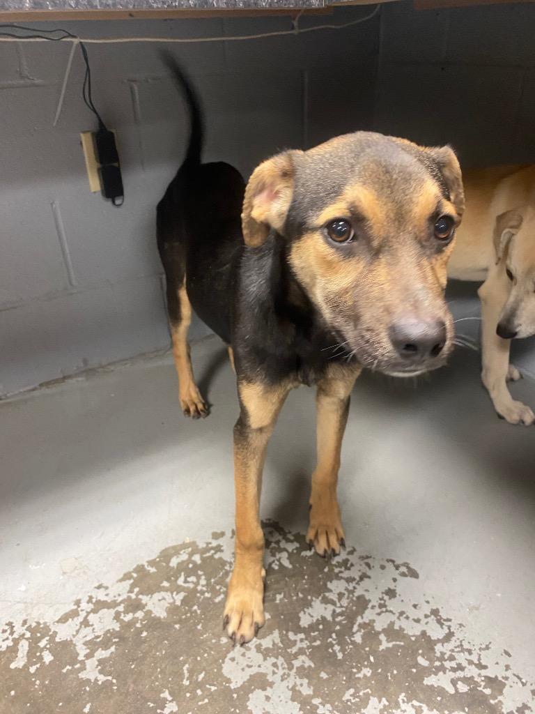 Enlarge Joseph, a Adoptable Pit Bull Terrier in Greenwood, MS image 2/3