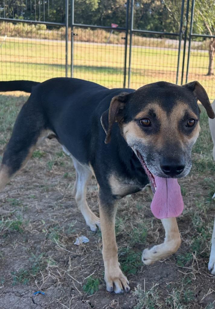 Enlarge Joseph, a Adoptable Pit Bull Terrier in Greenwood, MS image 3/3