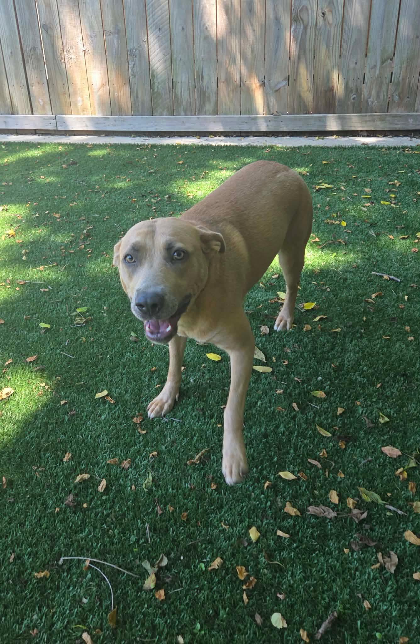 Millie, ADOPTABLE, Young Female Mixed Breed.