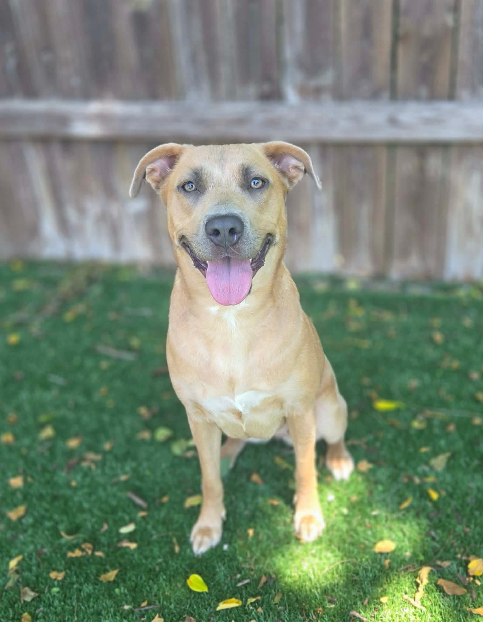 Enlarge Millie, a ADOPTABLE Mixed Breed in Radcliff, KY image 2/2