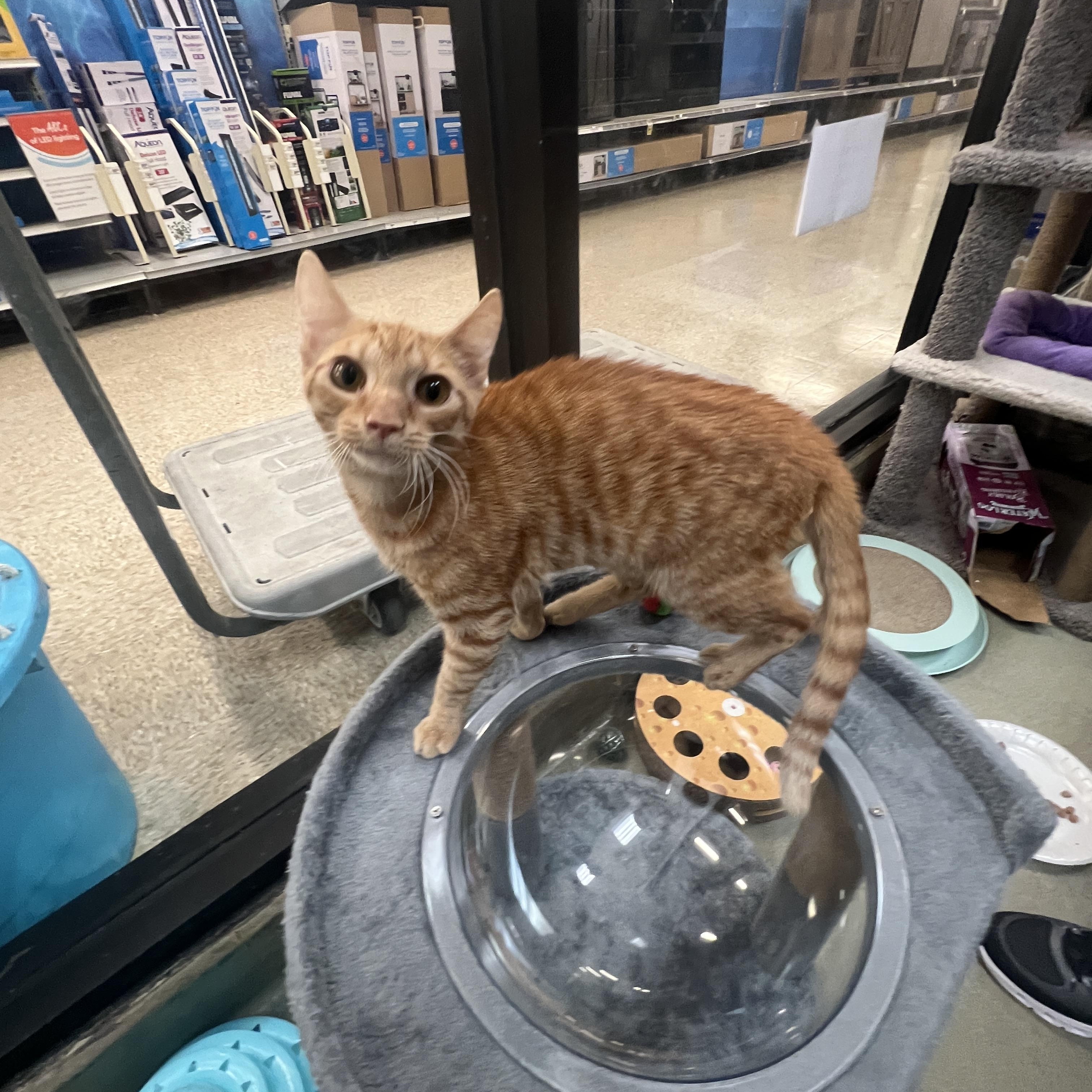 Enlarge Leo, a ADOPTABLE mixed breed in Bradenton, FL image 4/6