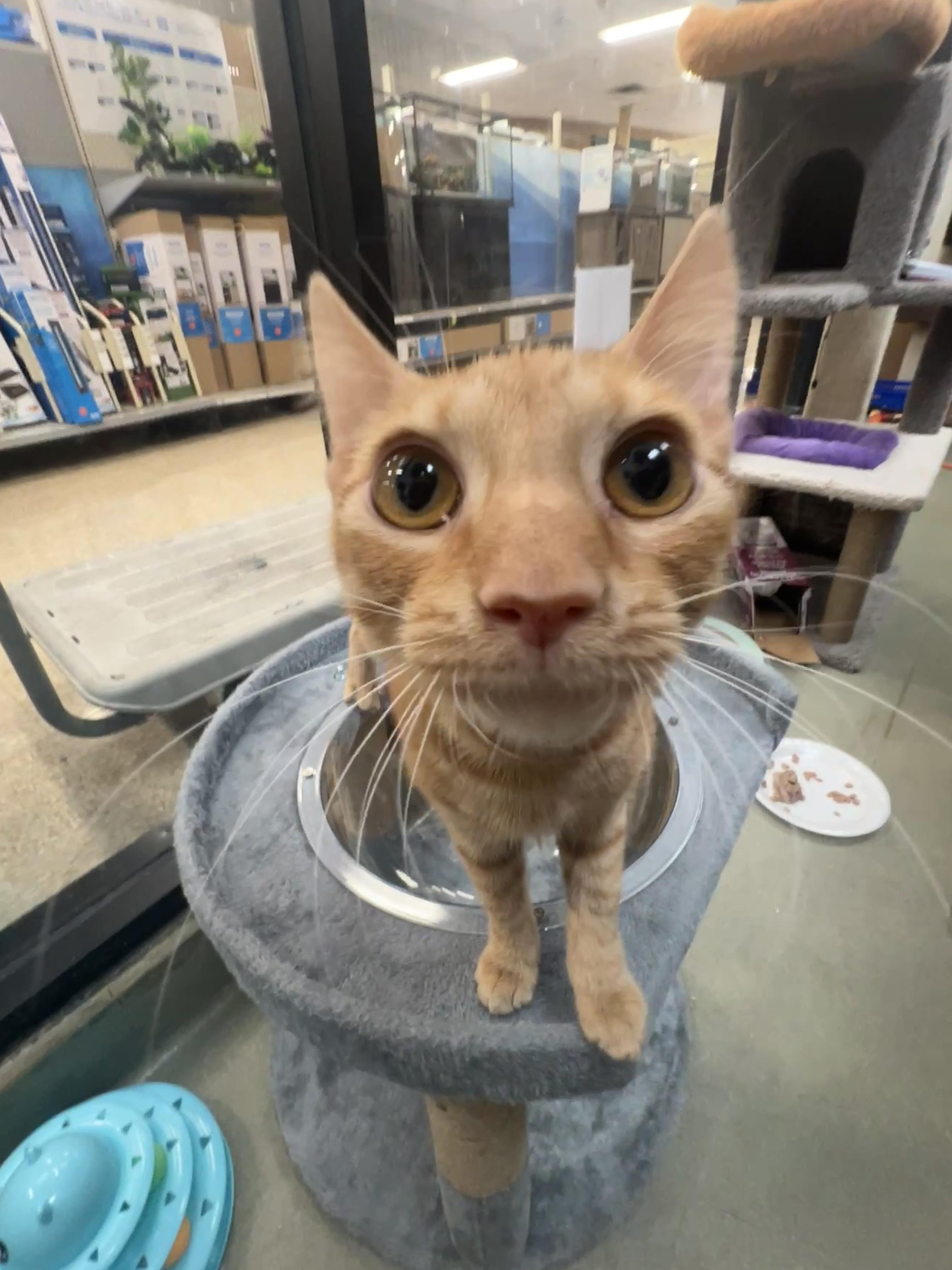 Enlarge Leo, a ADOPTABLE mixed breed in Bradenton, FL image 1/6