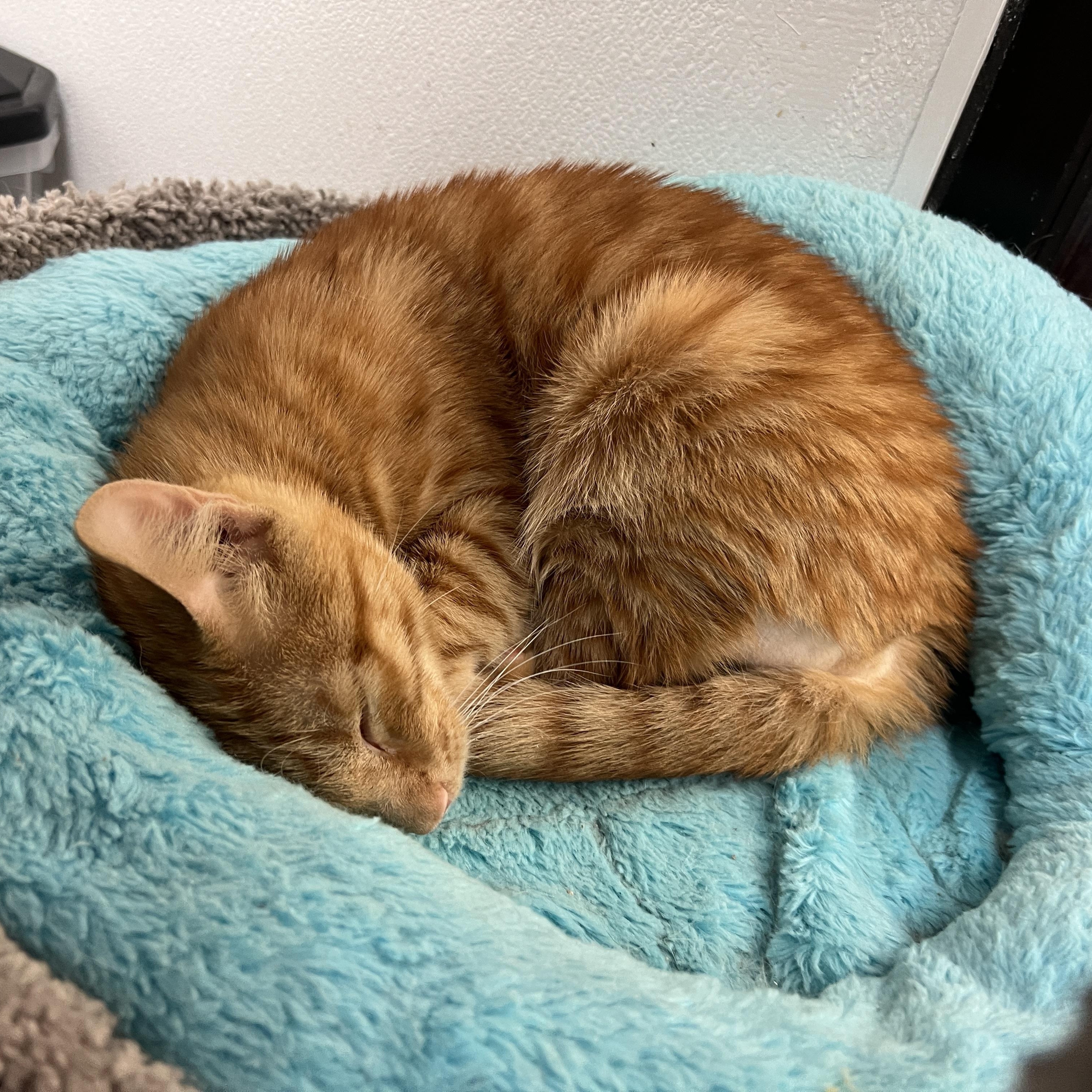 Enlarge Leo, a ADOPTABLE mixed breed in Bradenton, FL image 2/6