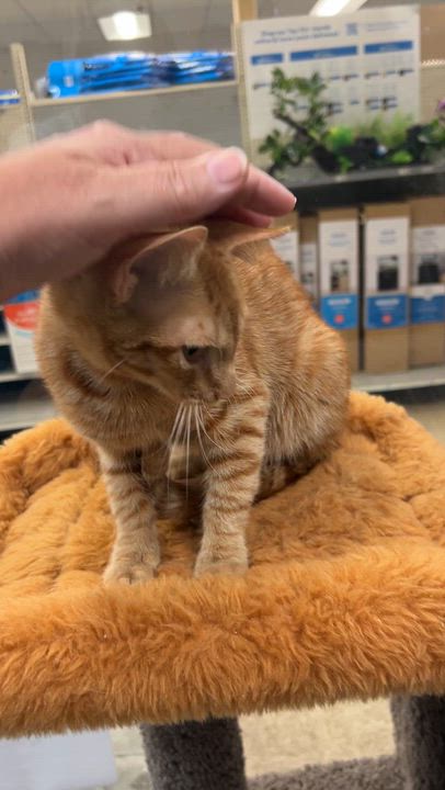 Enlarge Leo, a ADOPTABLE mixed breed in Bradenton, FL video 3/6