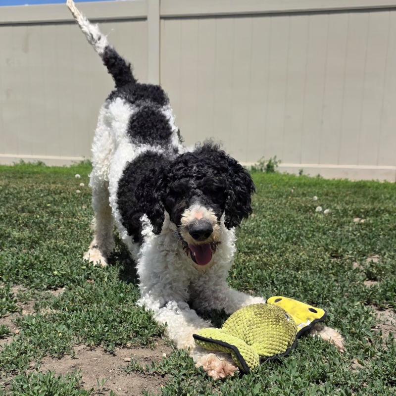 Forest, a Adoptable Standard Poodle in Yankton, SD image 1/5