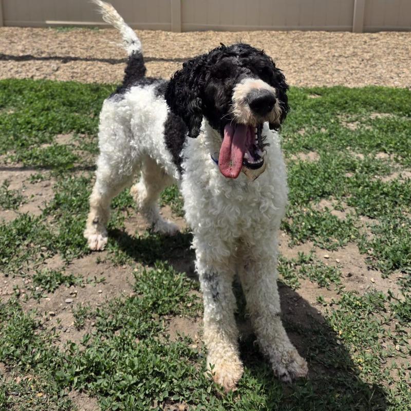 Forest, a Adoptable Standard Poodle in Yankton, SD image 2/5