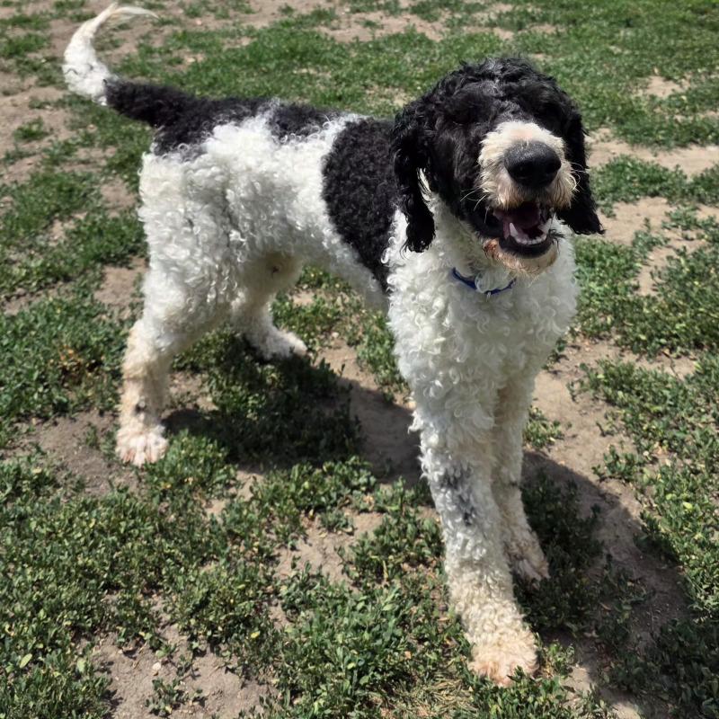 Forest, a Adoptable Standard Poodle in Yankton, SD image 3/5