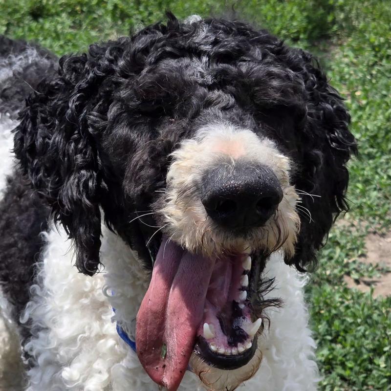 Forest, a Adoptable Standard Poodle in Yankton, SD image 4/5