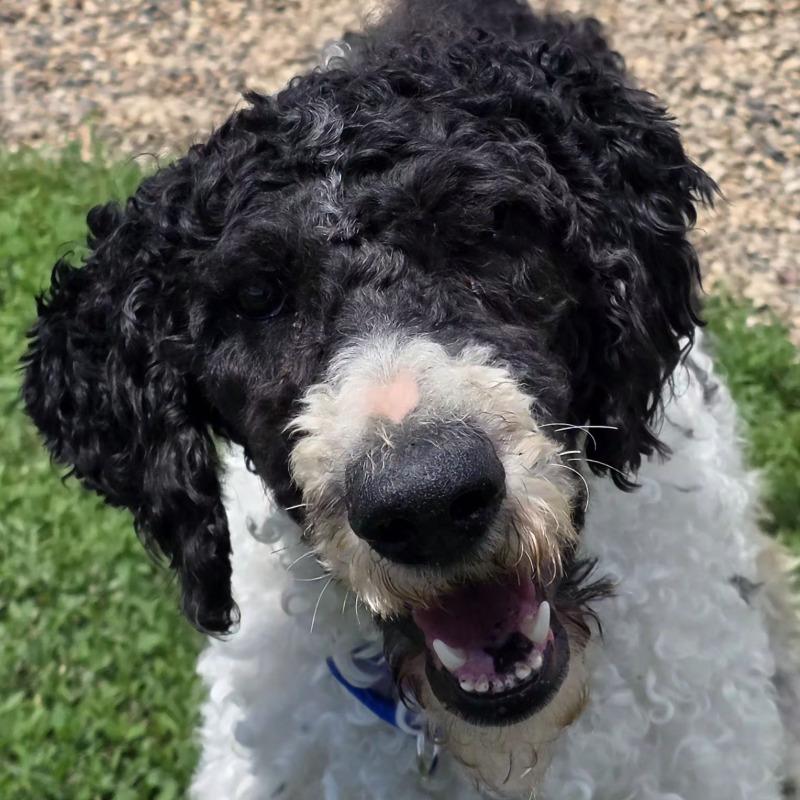 Forest, a Adoptable Standard Poodle in Yankton, SD image 5/5