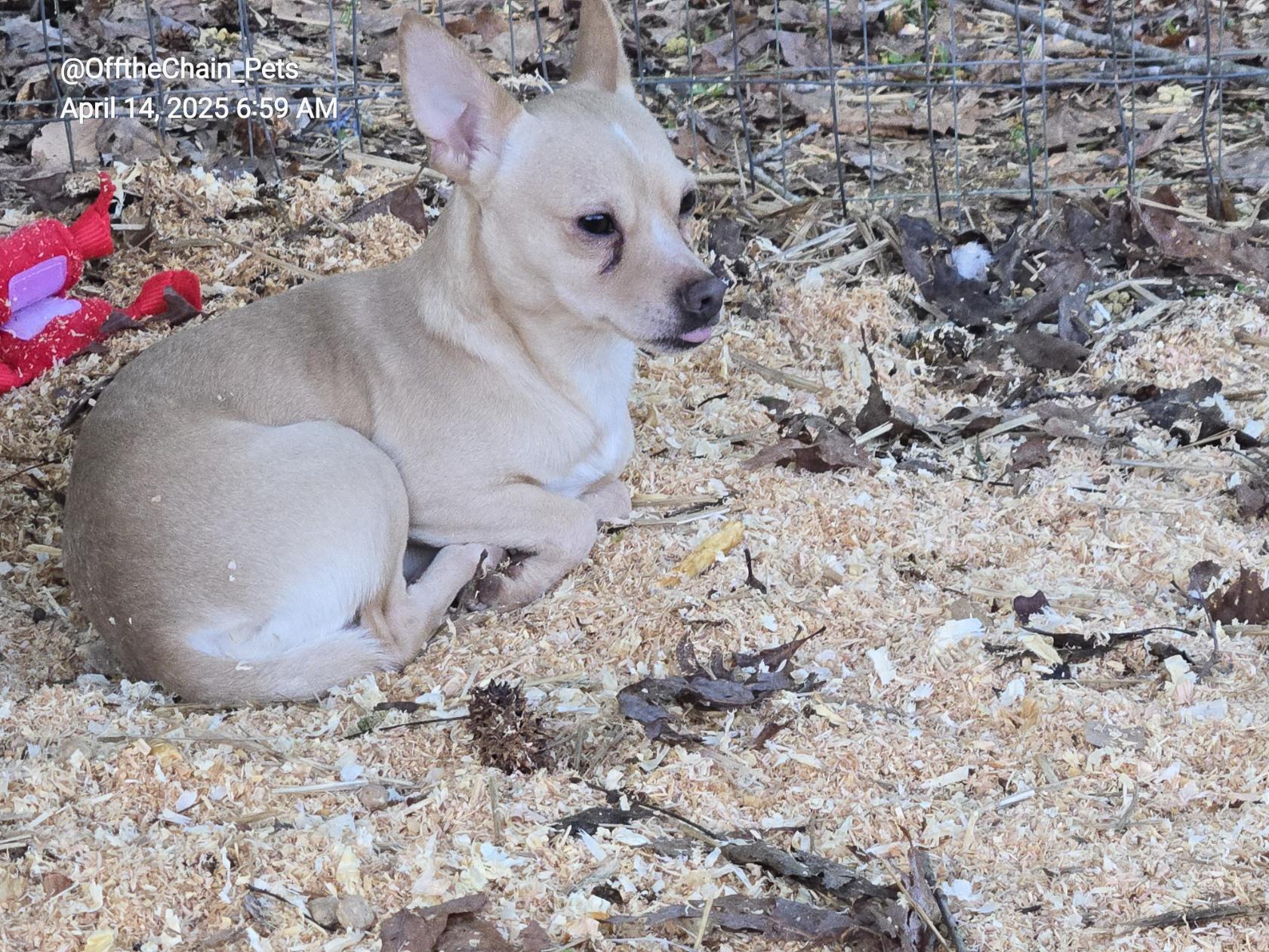 Enlarge Royce, a Adopted mixed breed in Toney, AL image 2/6