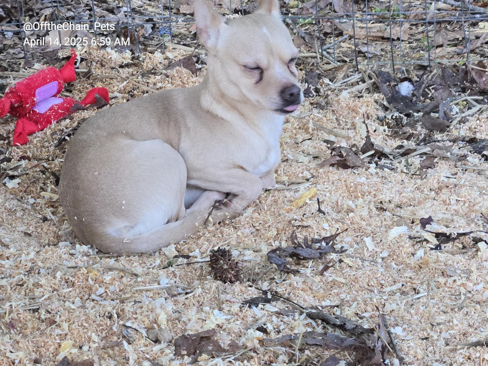 Enlarge Royce, a Adopted mixed breed in Toney, AL image 6/6