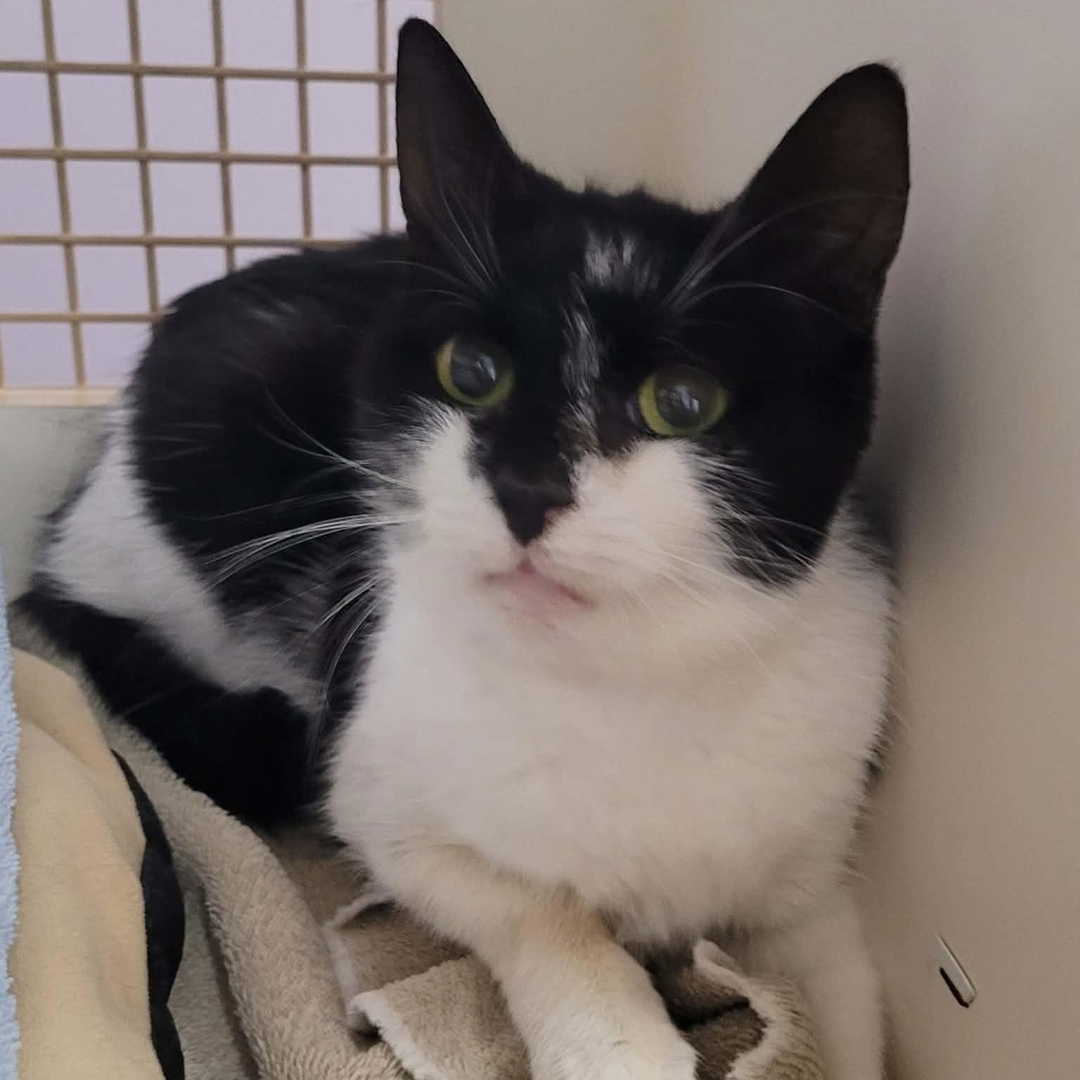 Gummy Bear! Sweet, Petite Girl!, adopted, Adult Female Domestic Short Hair.