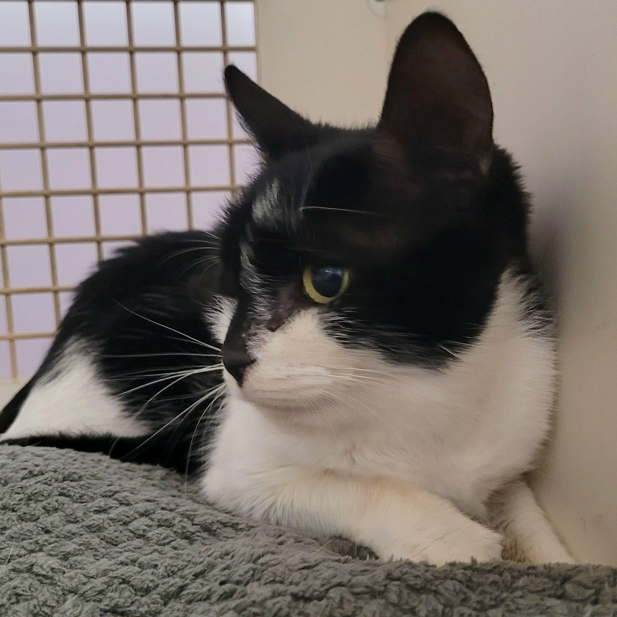 Enlarge Gummy Bear! Sweet, Petite Girl!, an adopted Domestic Short Hair in Meriden, CT image 6/6