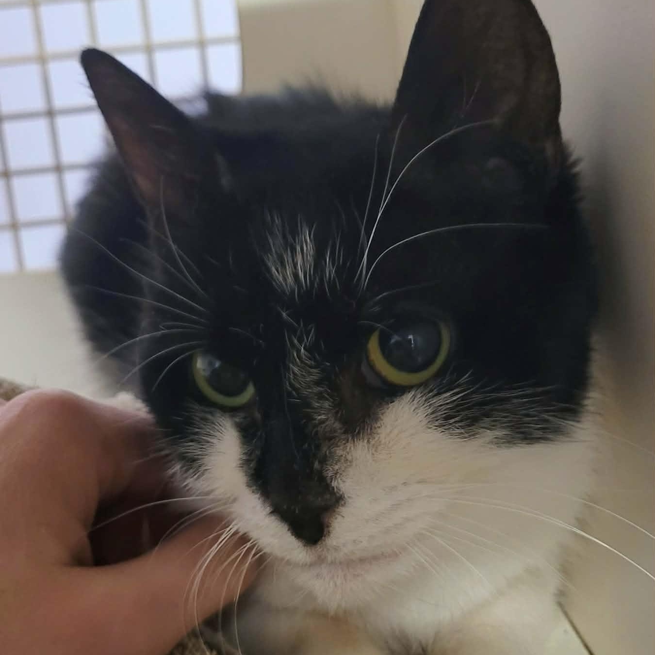 Enlarge Gummy Bear! Sweet, Petite Girl!, an adopted Domestic Short Hair in Meriden, CT image 3/6