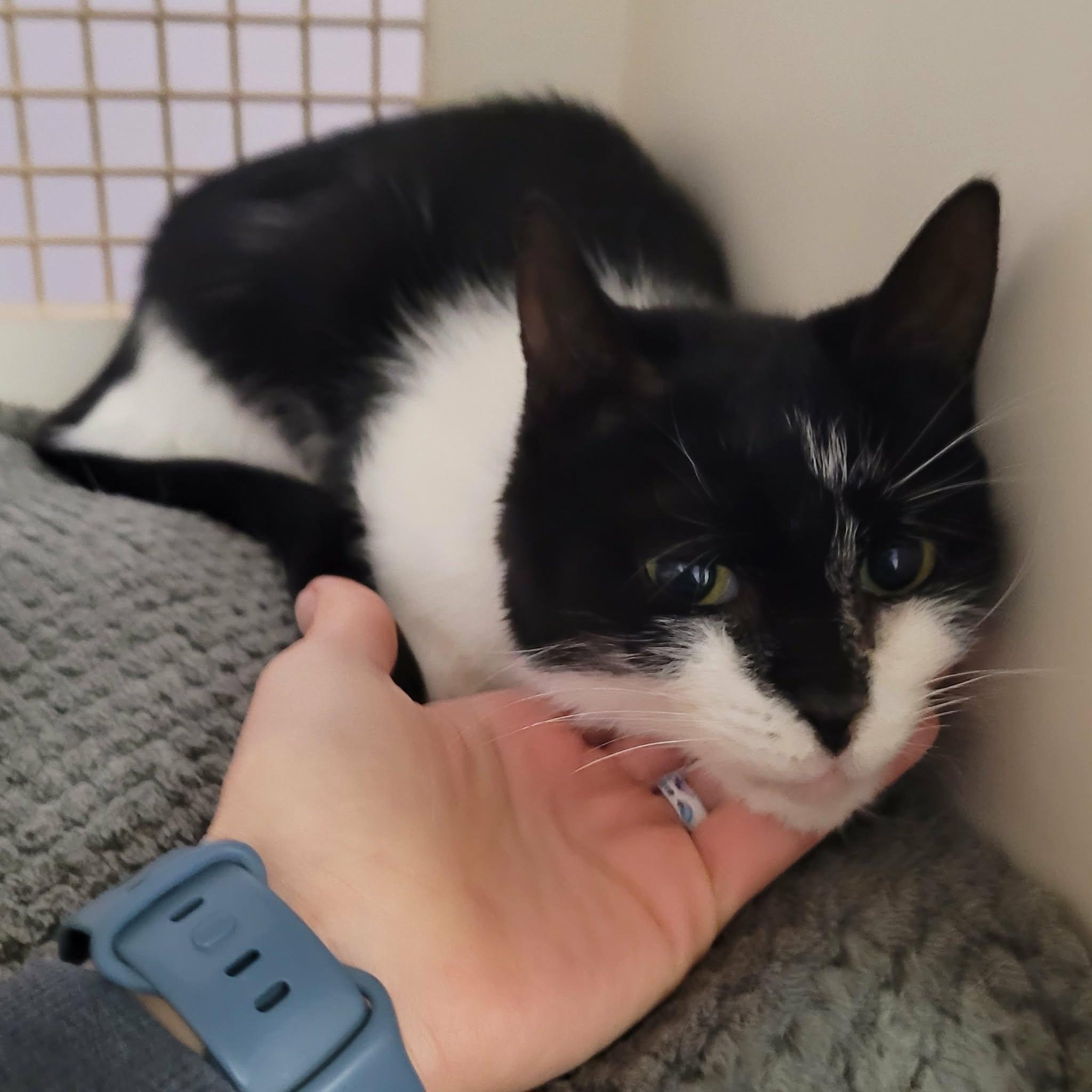 Enlarge Gummy Bear! Sweet, Petite Girl!, an adopted Domestic Short Hair in Meriden, CT image 4/6