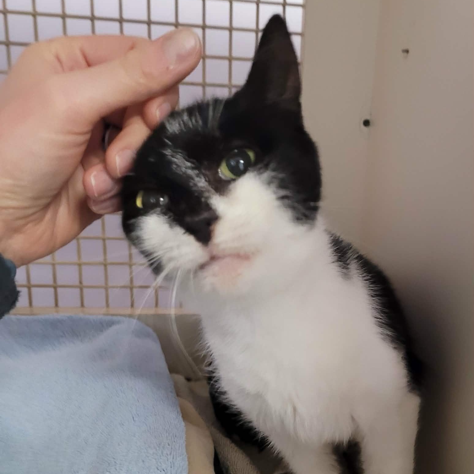 Enlarge Gummy Bear! Sweet, Petite Girl!, an adopted Domestic Short Hair in Meriden, CT image 2/6