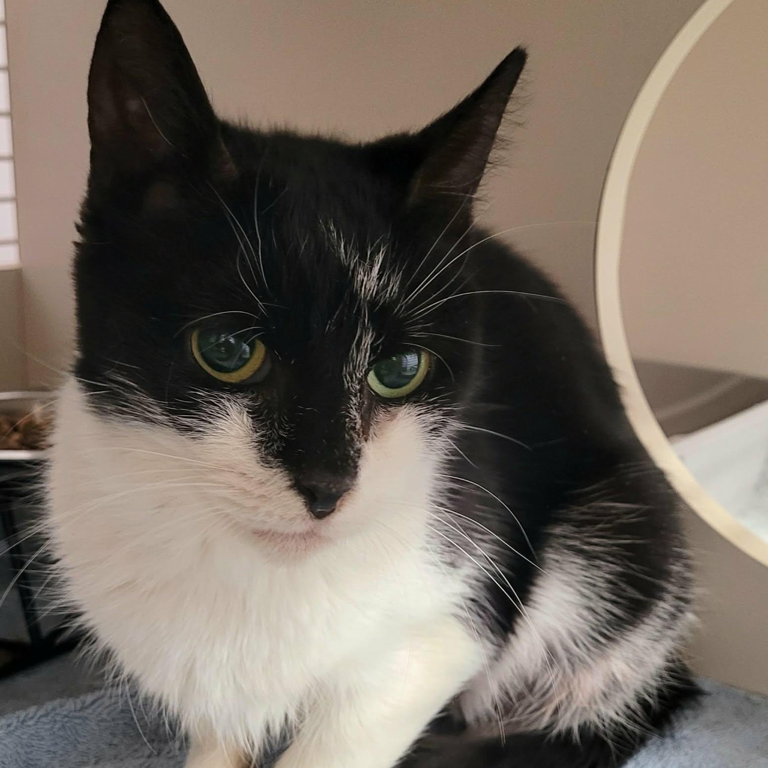 Enlarge Gummy Bear! Sweet, Petite Girl!, an adopted Domestic Short Hair in Meriden, CT image 5/6