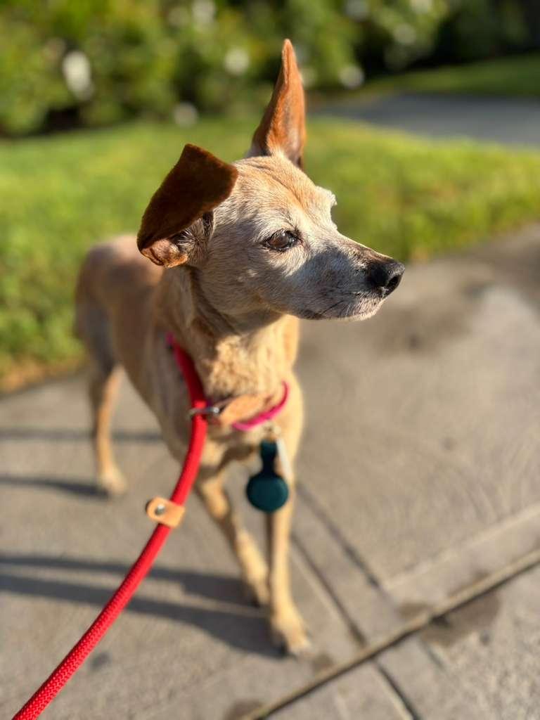 Enlarge Lou Anne, a ADOPTABLE mixed breed in Los Angeles, CA image 6/6