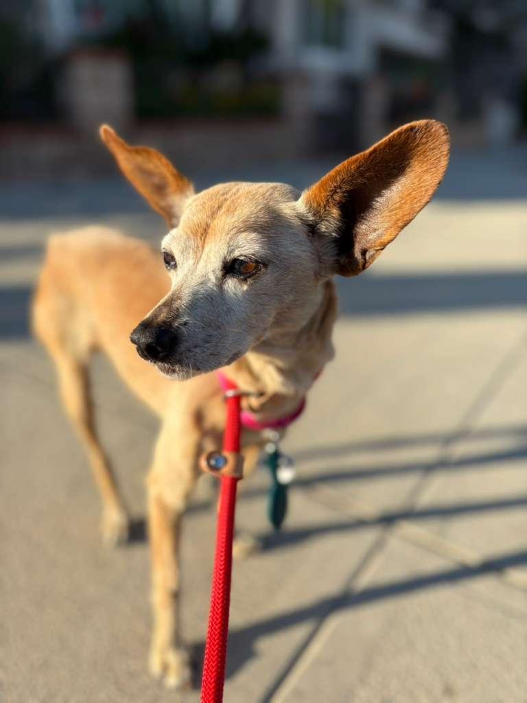 Enlarge Lou Anne, a ADOPTABLE mixed breed in Los Angeles, CA image 4/6