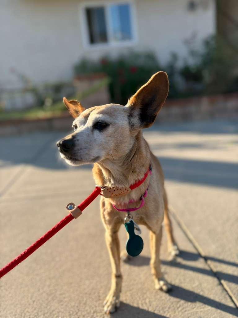 Enlarge Lou Anne, a ADOPTABLE mixed breed in Los Angeles, CA image 3/6